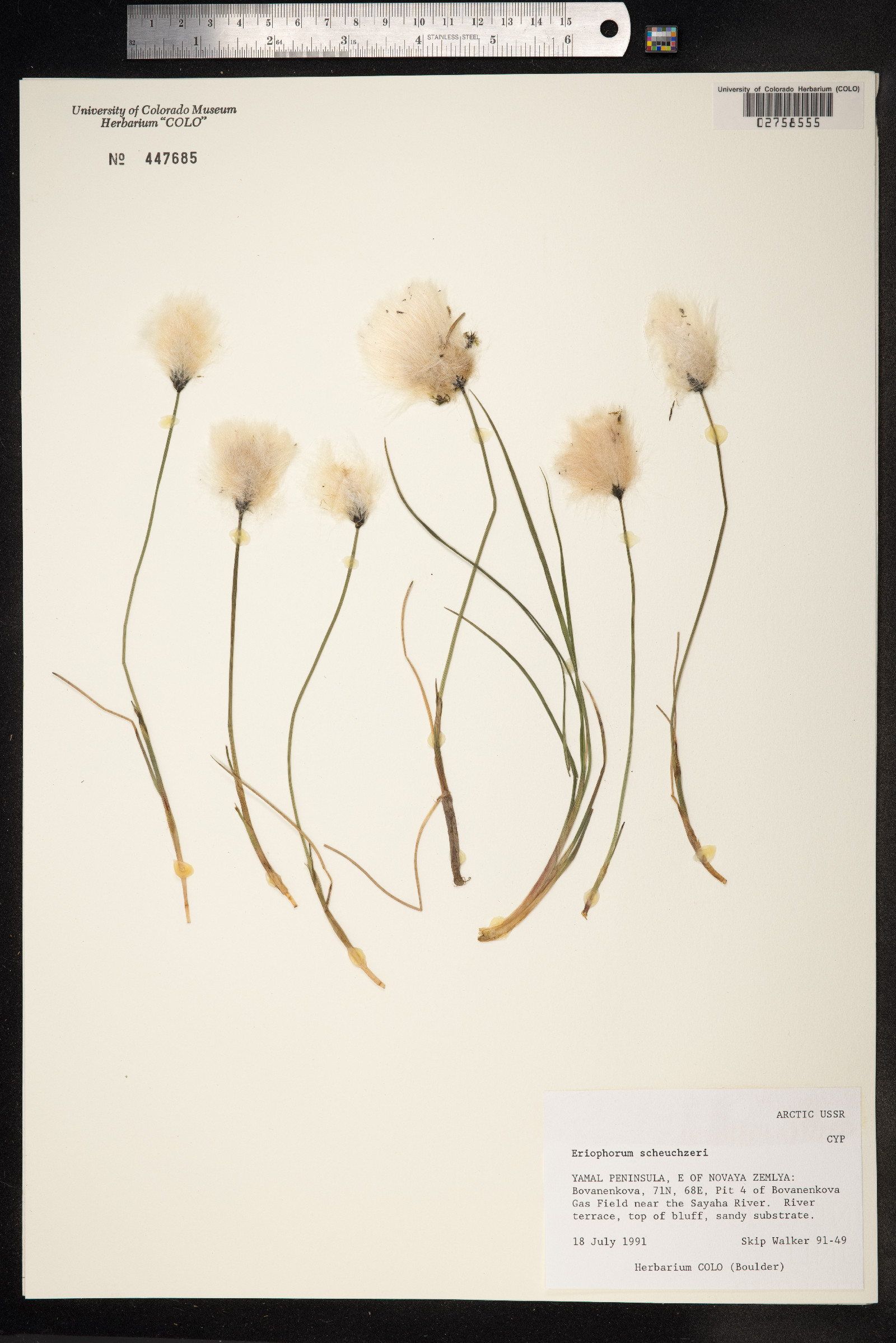 Eriophorum scheuchzeri image