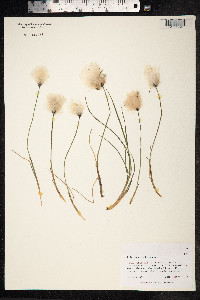 Eriophorum scheuchzeri image