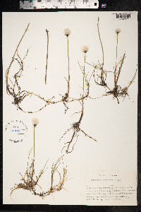 Eriophorum scheuchzeri image