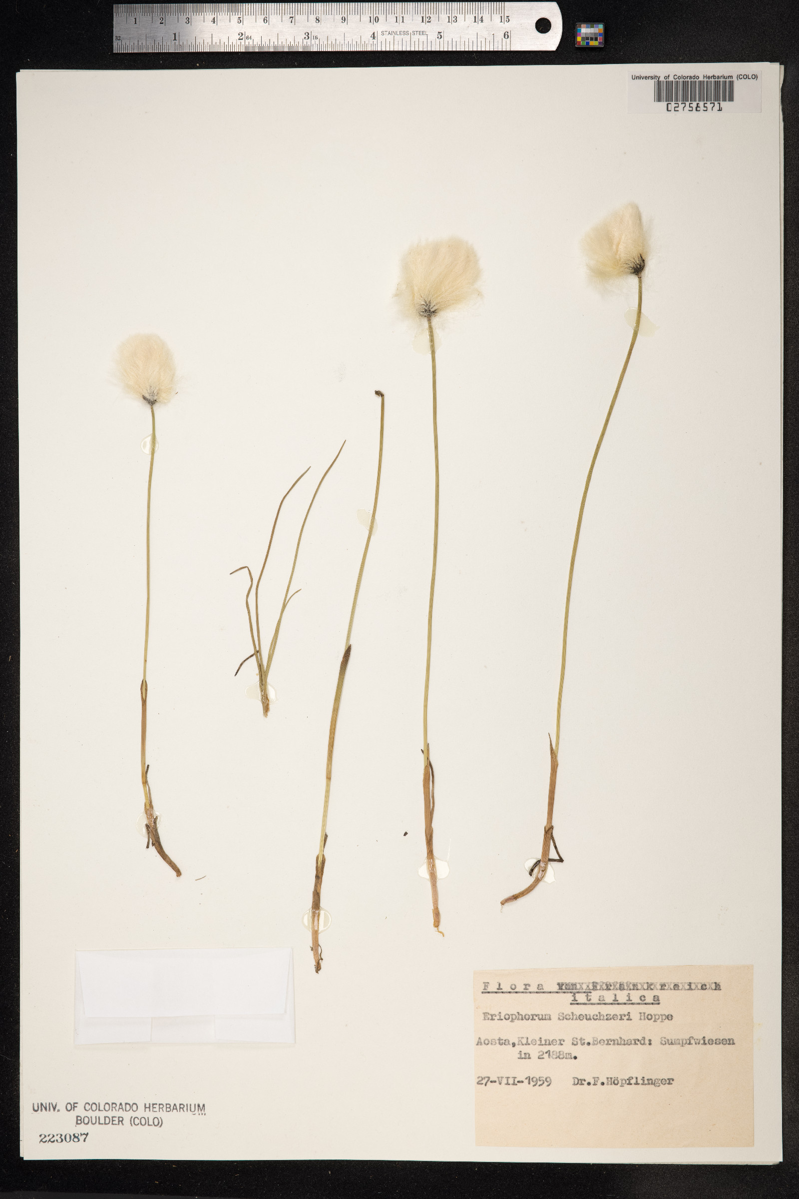 Eriophorum scheuchzeri image