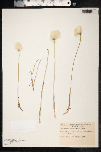 Eriophorum scheuchzeri image