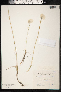 Eriophorum scheuchzeri image