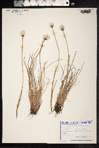 Eriophorum scheuchzeri image