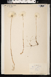 Eriophorum scheuchzeri image