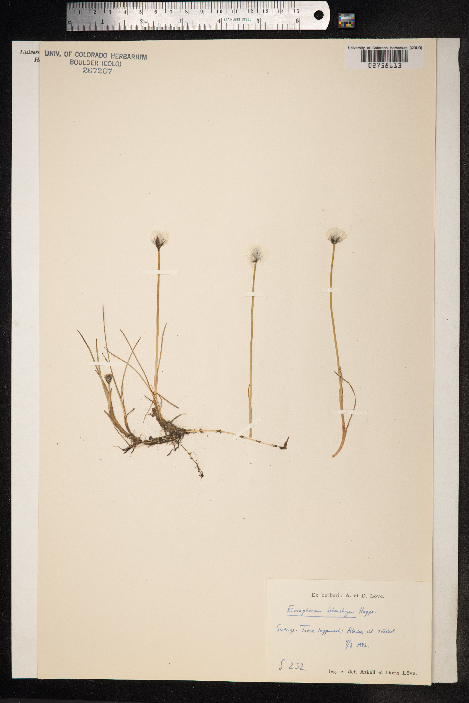 Eriophorum scheuchzeri image