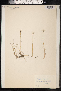 Eriophorum scheuchzeri image