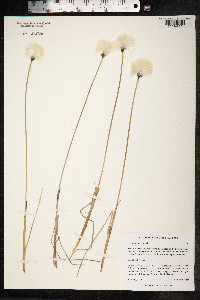 Eriophorum scheuchzeri image