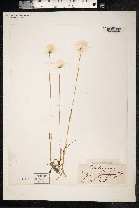 Eriophorum scheuchzeri image