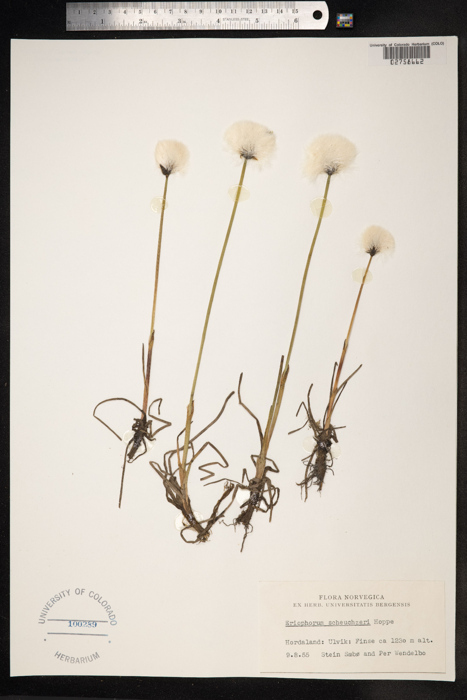 Eriophorum image