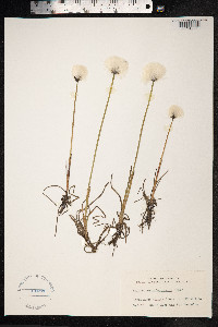 Eriophorum scheuchzeri image