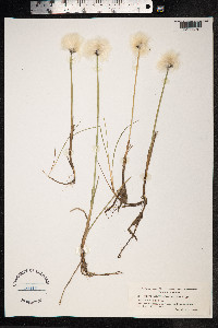 Eriophorum scheuchzeri image