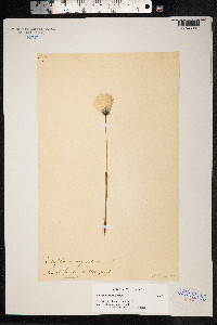Eriophorum vaginatum image