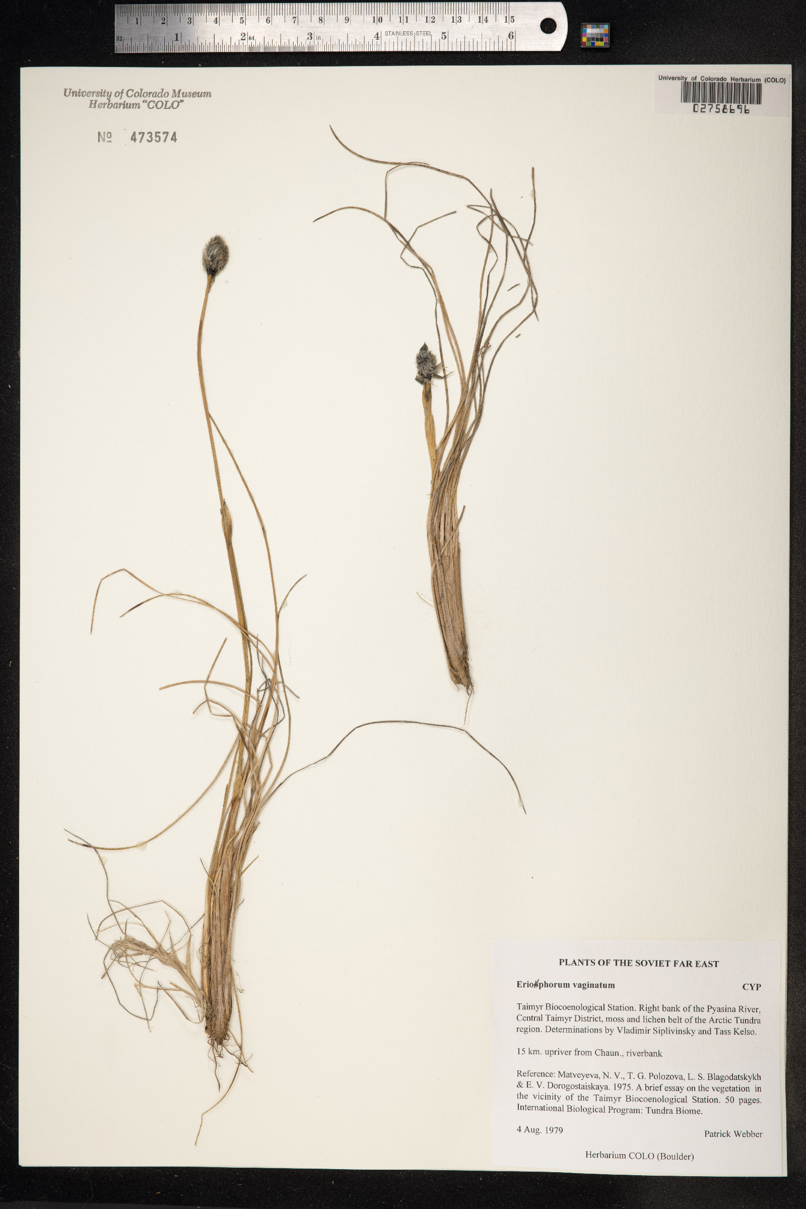 Eriophorum vaginatum image
