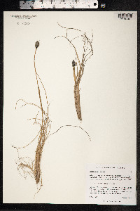 Eriophorum vaginatum image