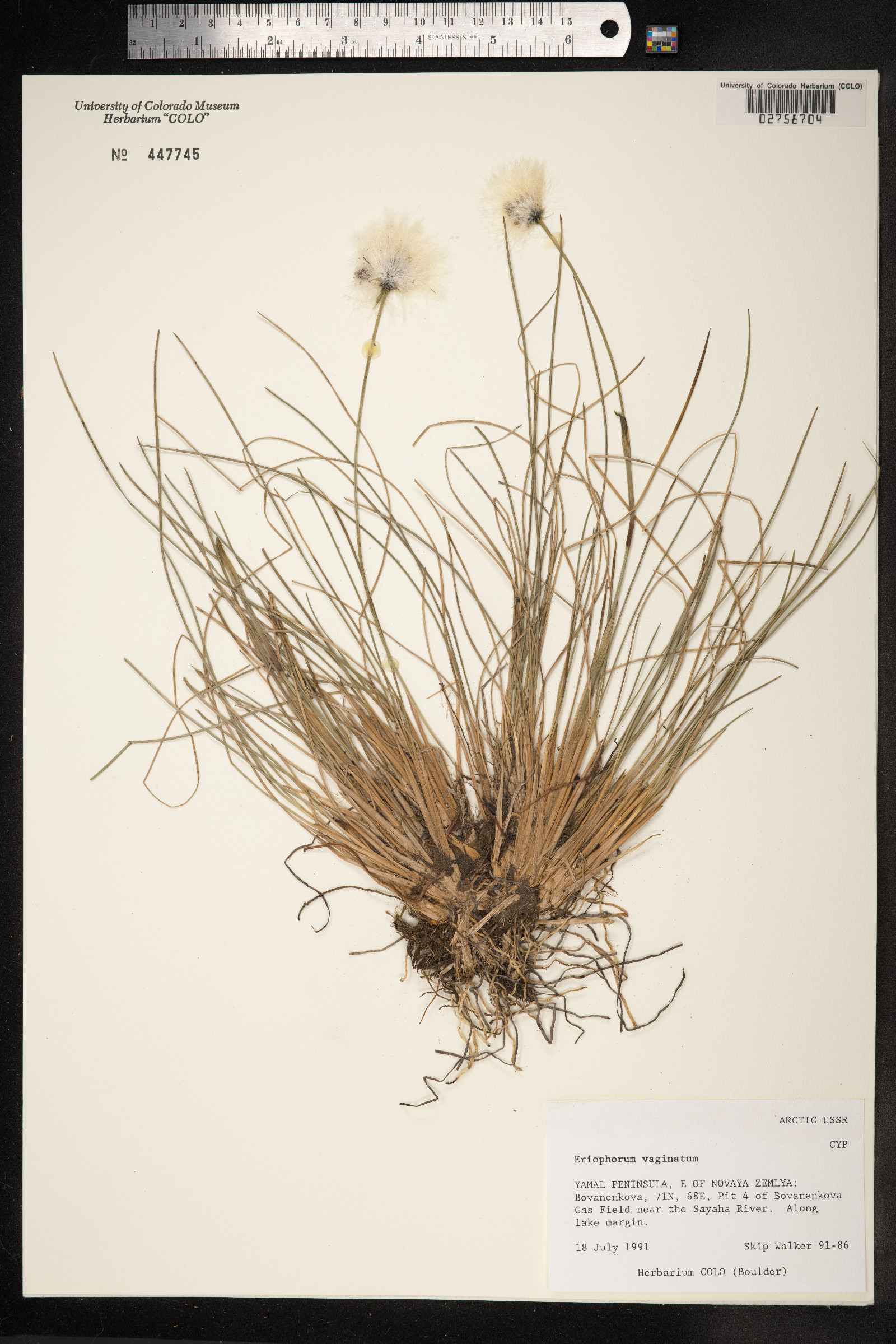 Eriophorum vaginatum image