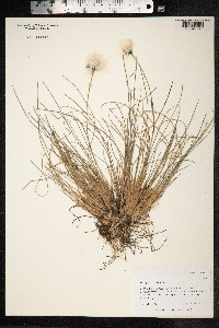 Eriophorum vaginatum image