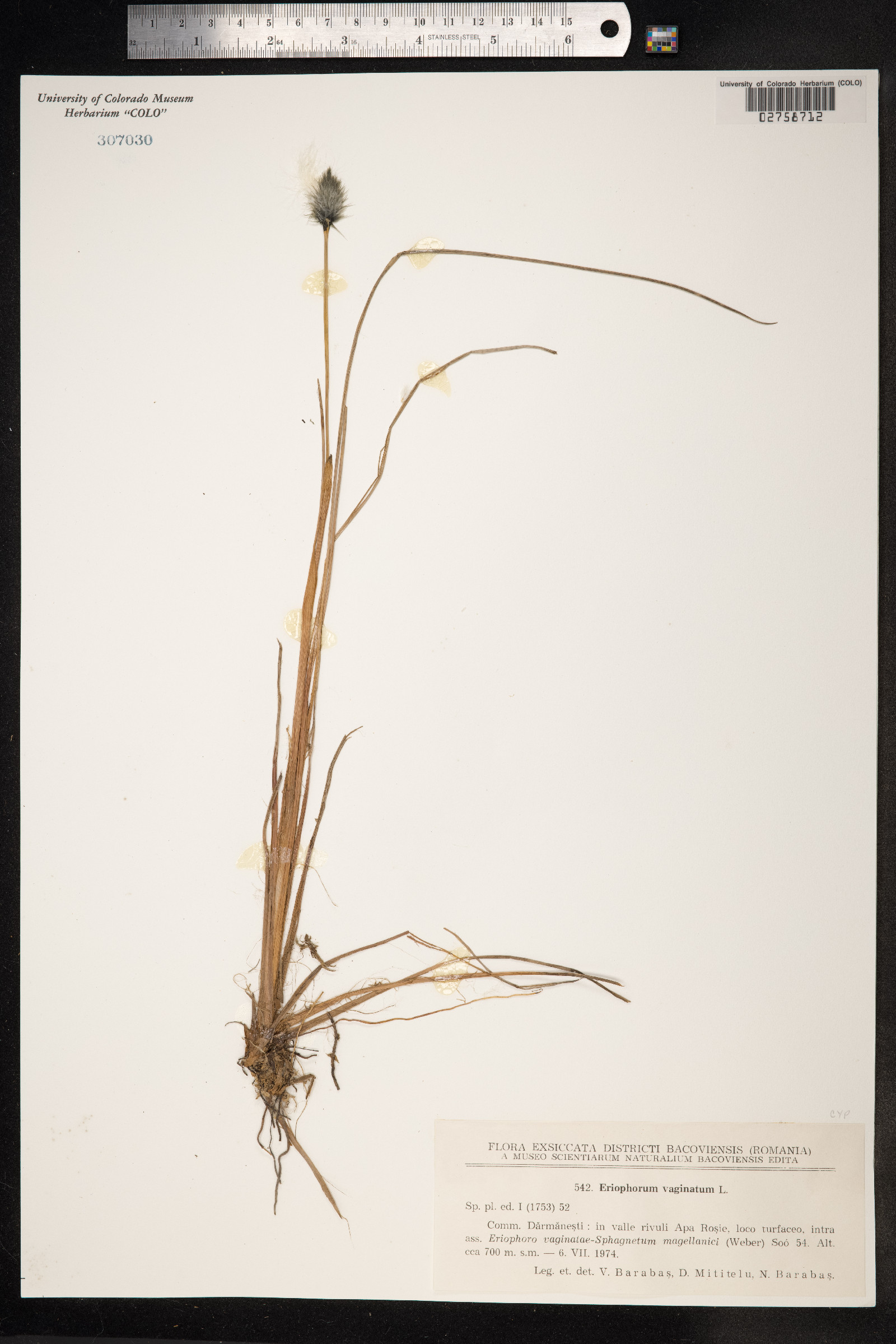 Eriophorum vaginatum image