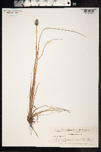 Eriophorum vaginatum image