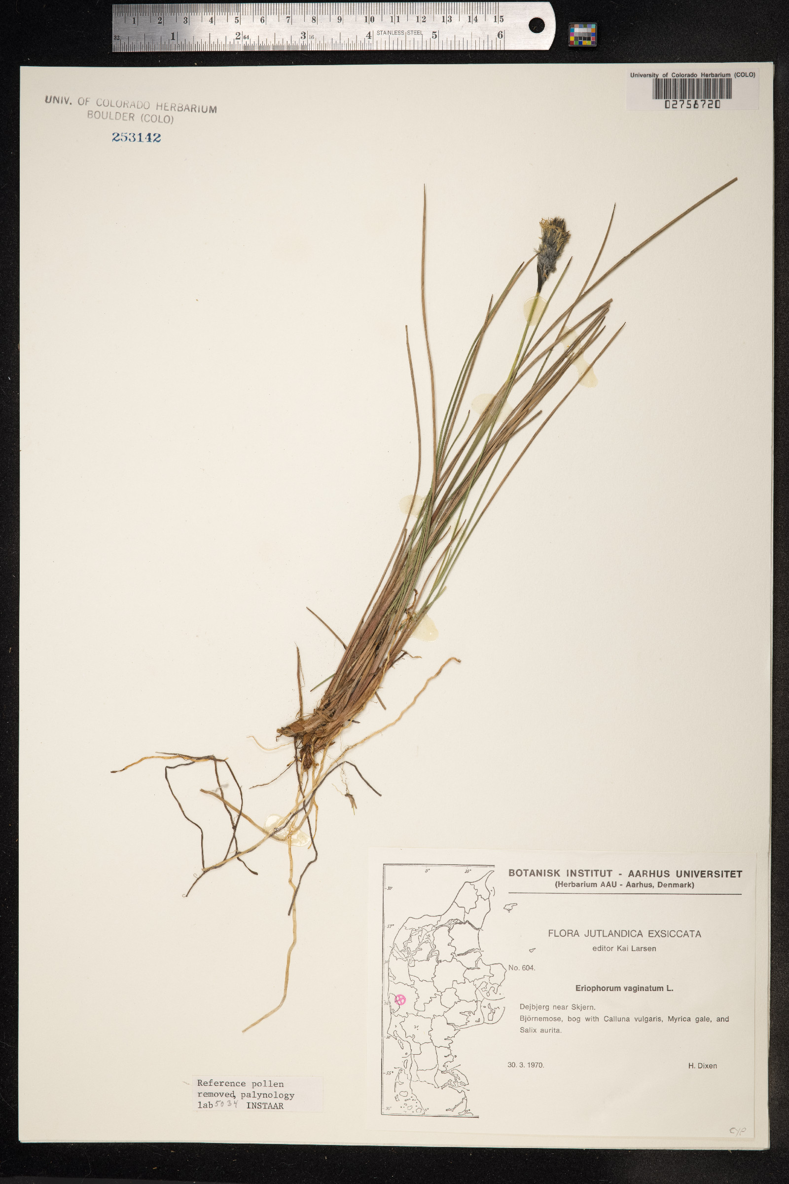 Eriophorum vaginatum image