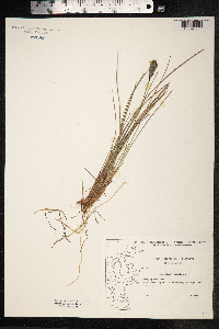 Eriophorum vaginatum image