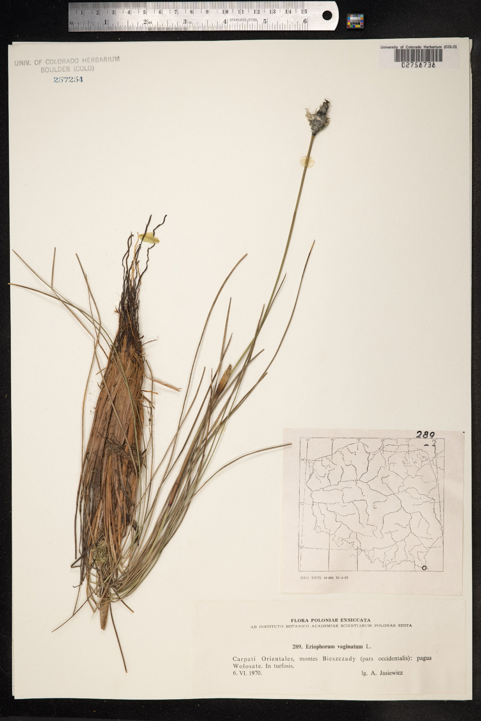 Eriophorum vaginatum image