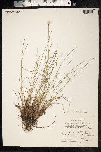 Eriophorum vaginatum image