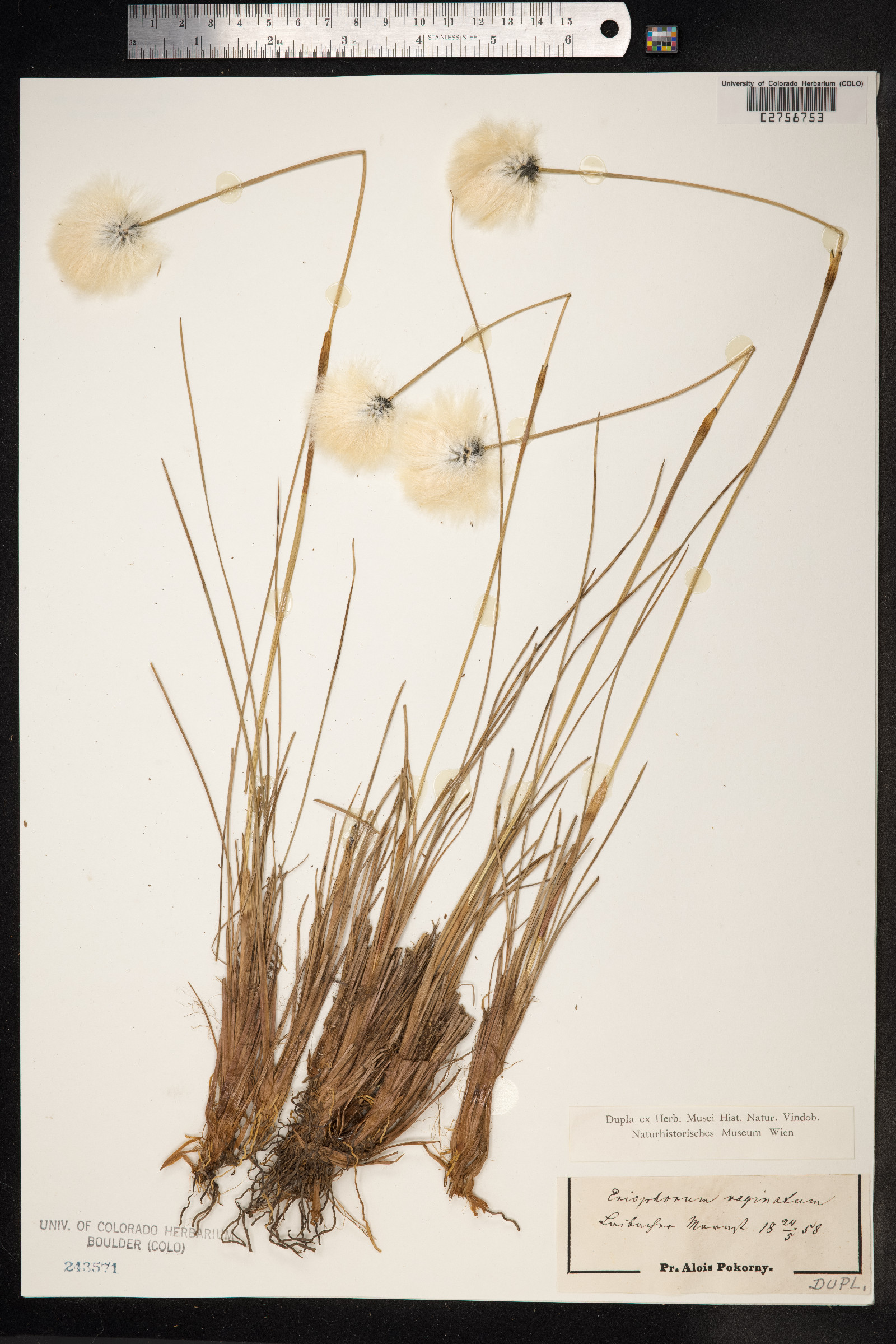 Eriophorum vaginatum image