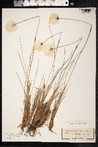 Eriophorum vaginatum image