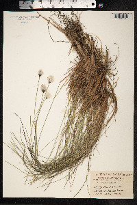 Eriophorum vaginatum image
