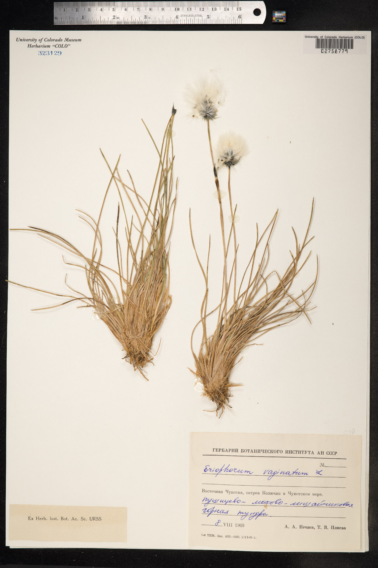 Eriophorum vaginatum image