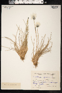Eriophorum vaginatum image