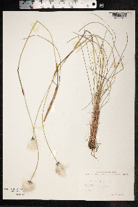 Eriophorum vaginatum image