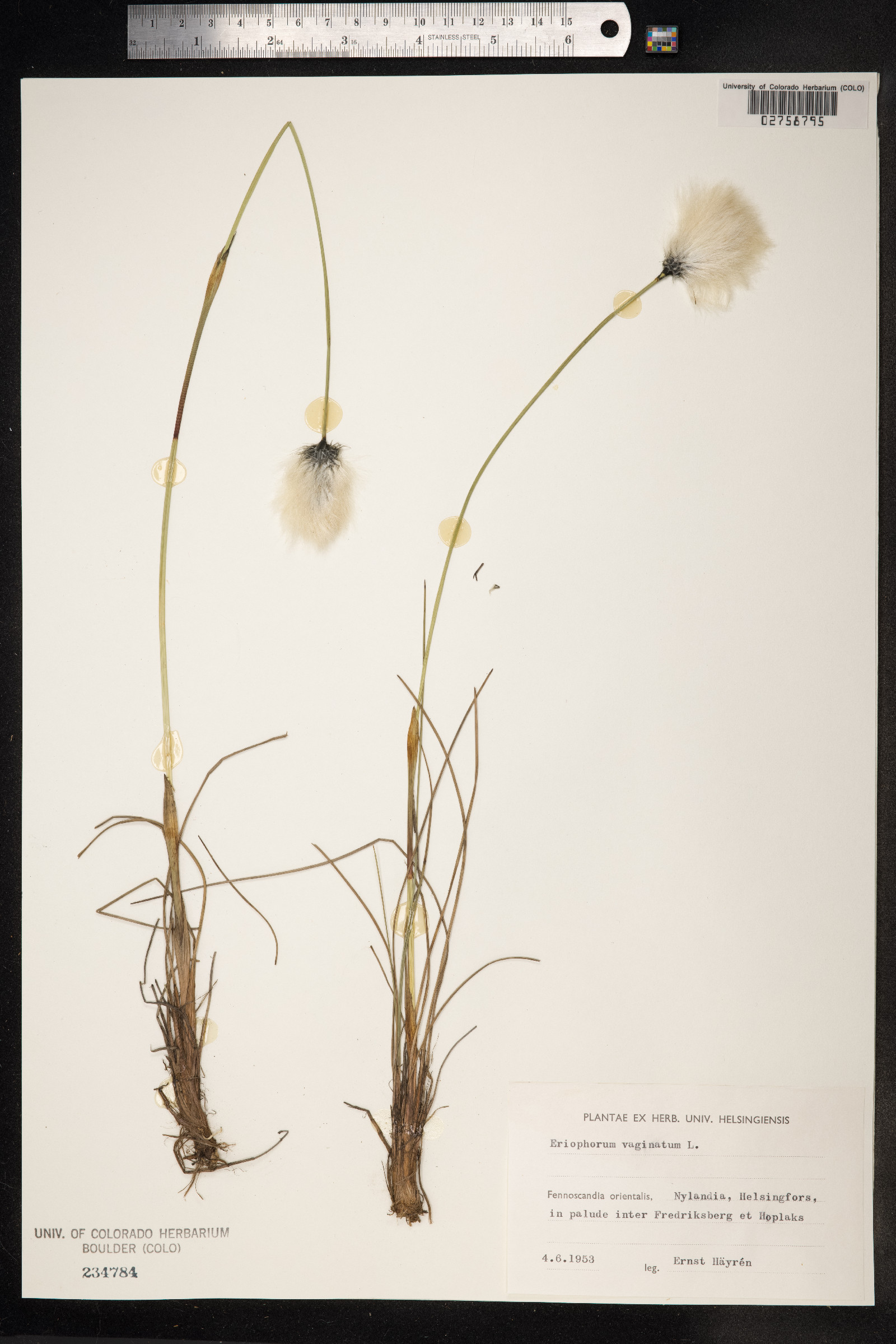 Eriophorum vaginatum image