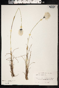 Eriophorum vaginatum image