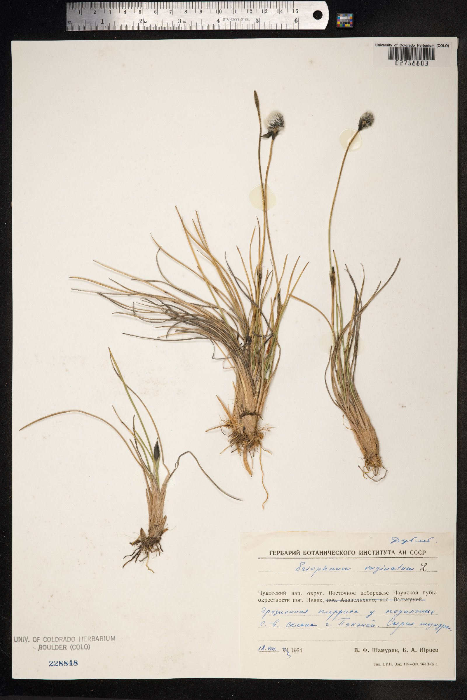 Eriophorum vaginatum image