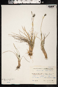 Eriophorum vaginatum image