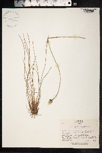 Eriophorum vaginatum image