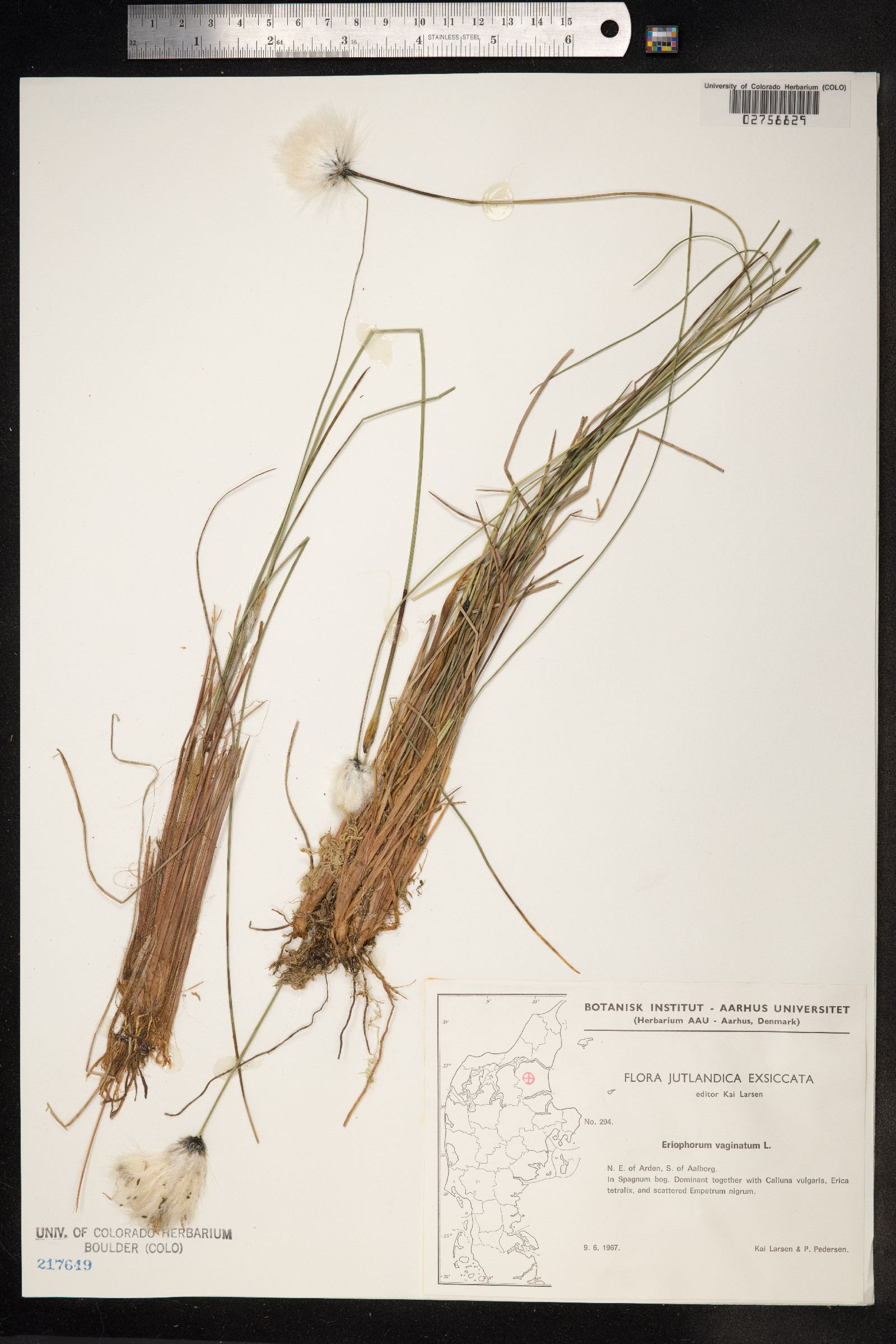 Eriophorum vaginatum image