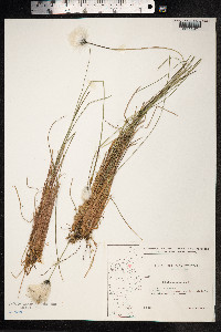 Eriophorum vaginatum image