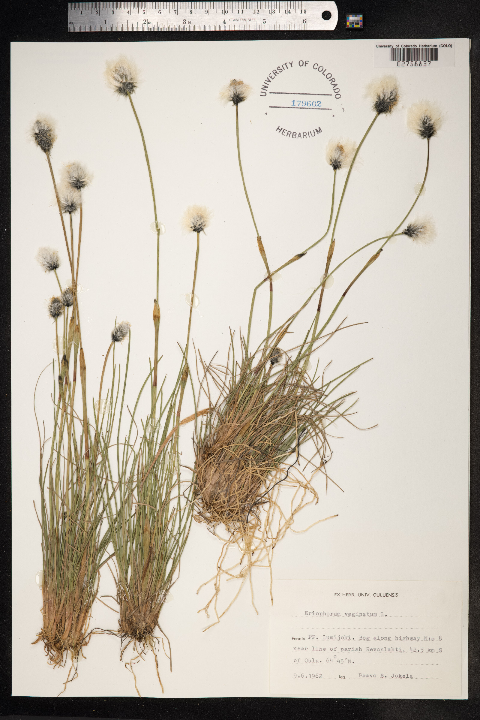 Eriophorum vaginatum image
