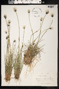 Eriophorum vaginatum image