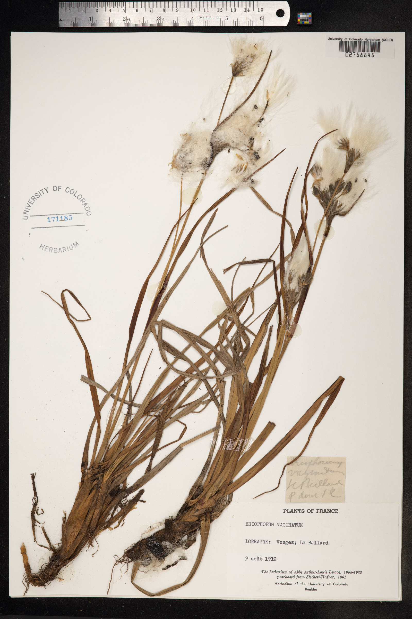 Eriophorum vaginatum image