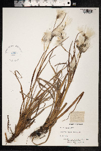 Eriophorum vaginatum image