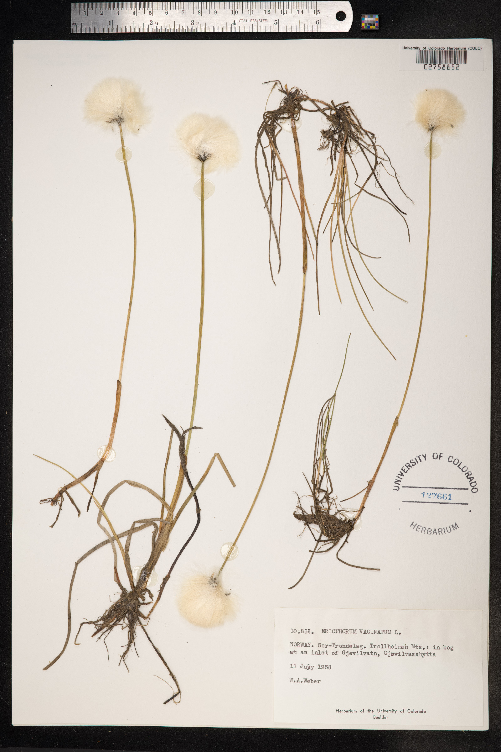 Eriophorum vaginatum image