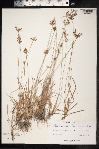 Fimbristylis dichotoma image