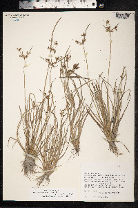 Fimbristylis dichotoma image