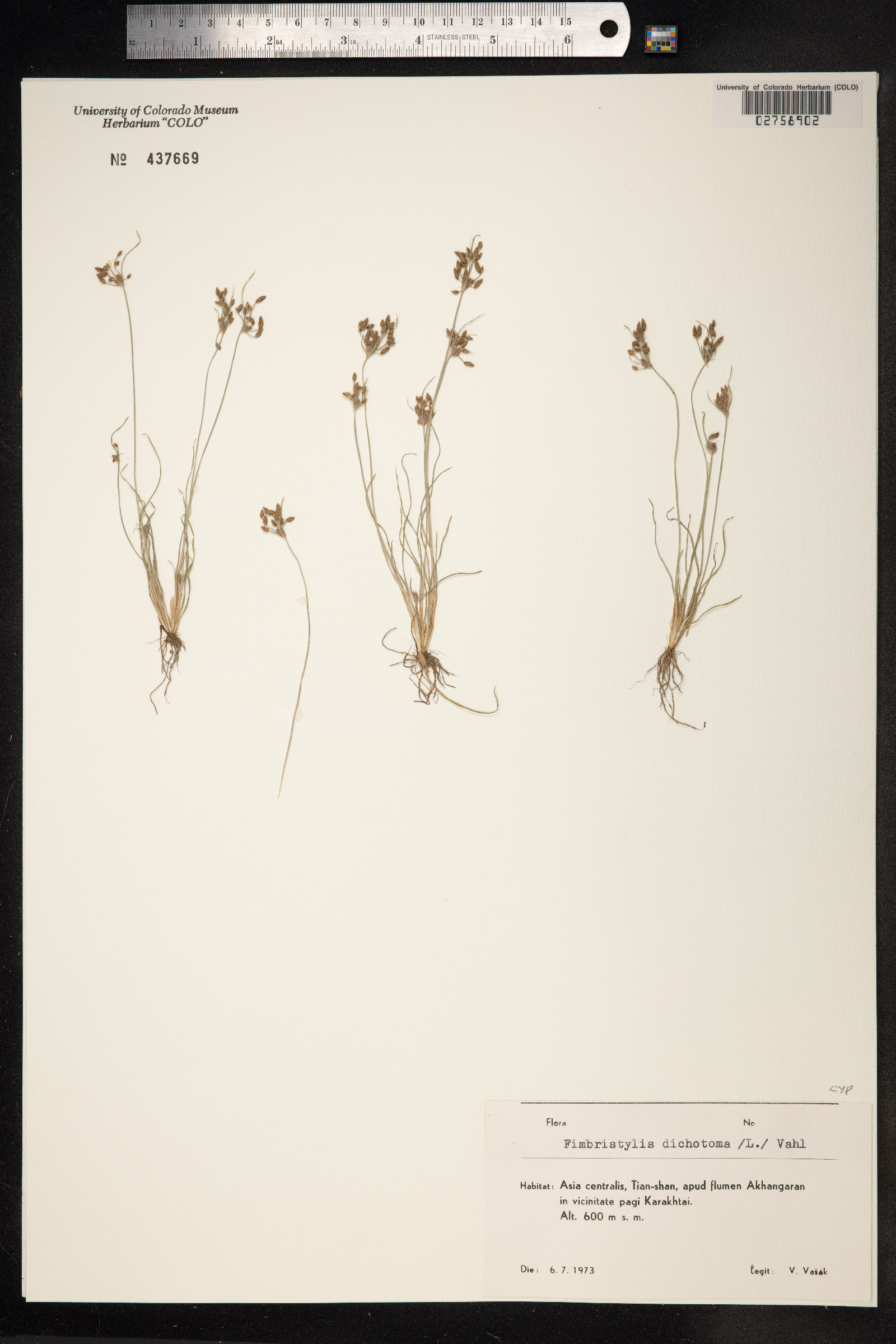 Fimbristylis dichotoma image