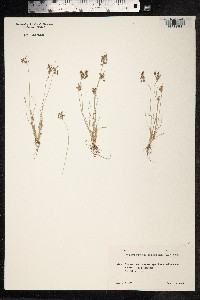 Fimbristylis dichotoma image