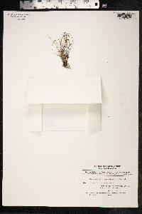 Fimbristylis dichotoma image