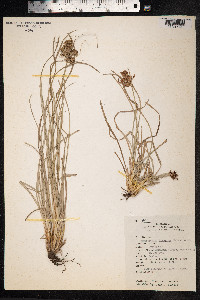 Fimbristylis dichotoma image